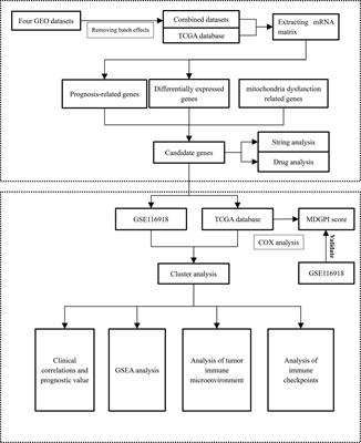 Mitochondria Dysfunction-Mediated Molecular Subtypes and Gene Prognostic Index for Prostate Cancer Patients Undergoing Radical Prostatectomy or Radiotherapy